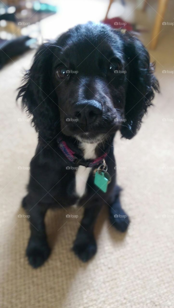 black spanial puppy inside looking at camera