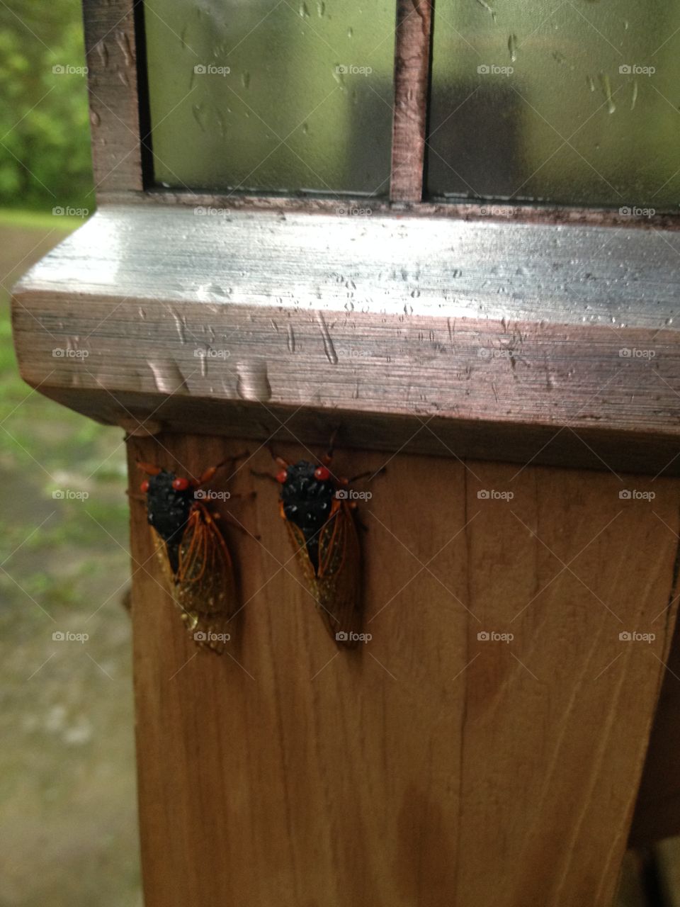 Year of the cicadas 