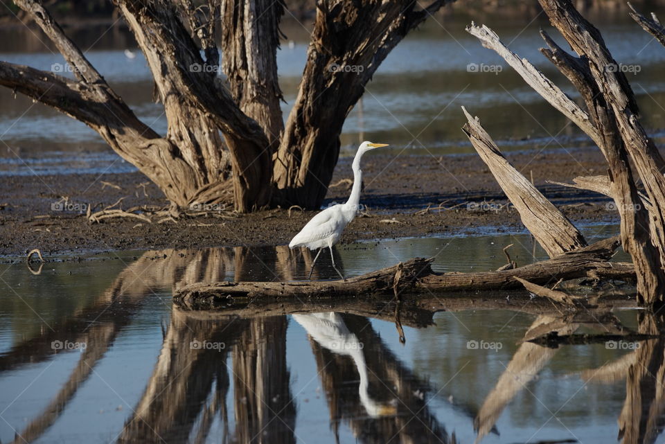 Egret looking for food at a wetlands