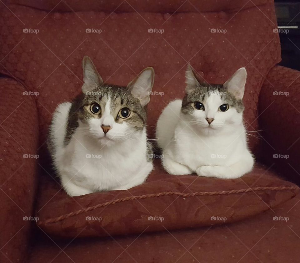 Twin cats, white with black/brown tabby spots and green eyes, laying in red chair.