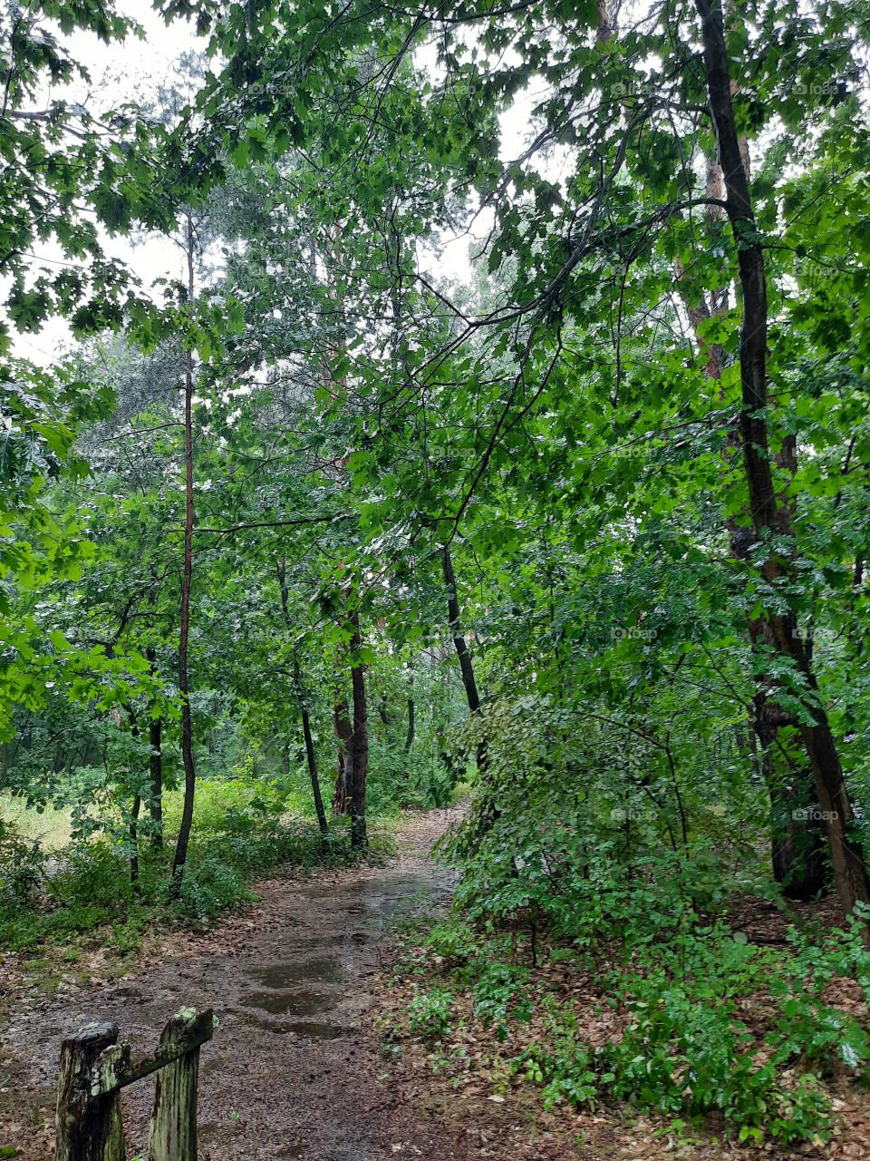 rainy day in the forest