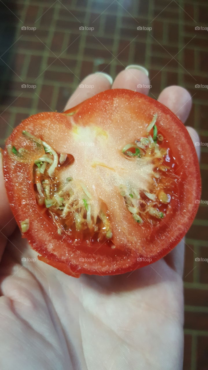 over ripe tomato looks crazy