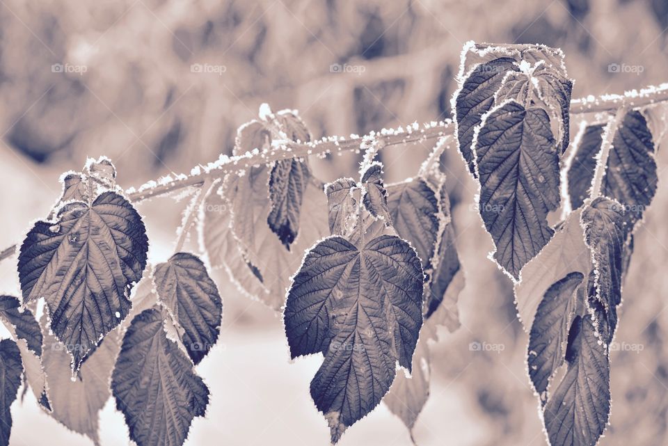 Frozen bush leaves 