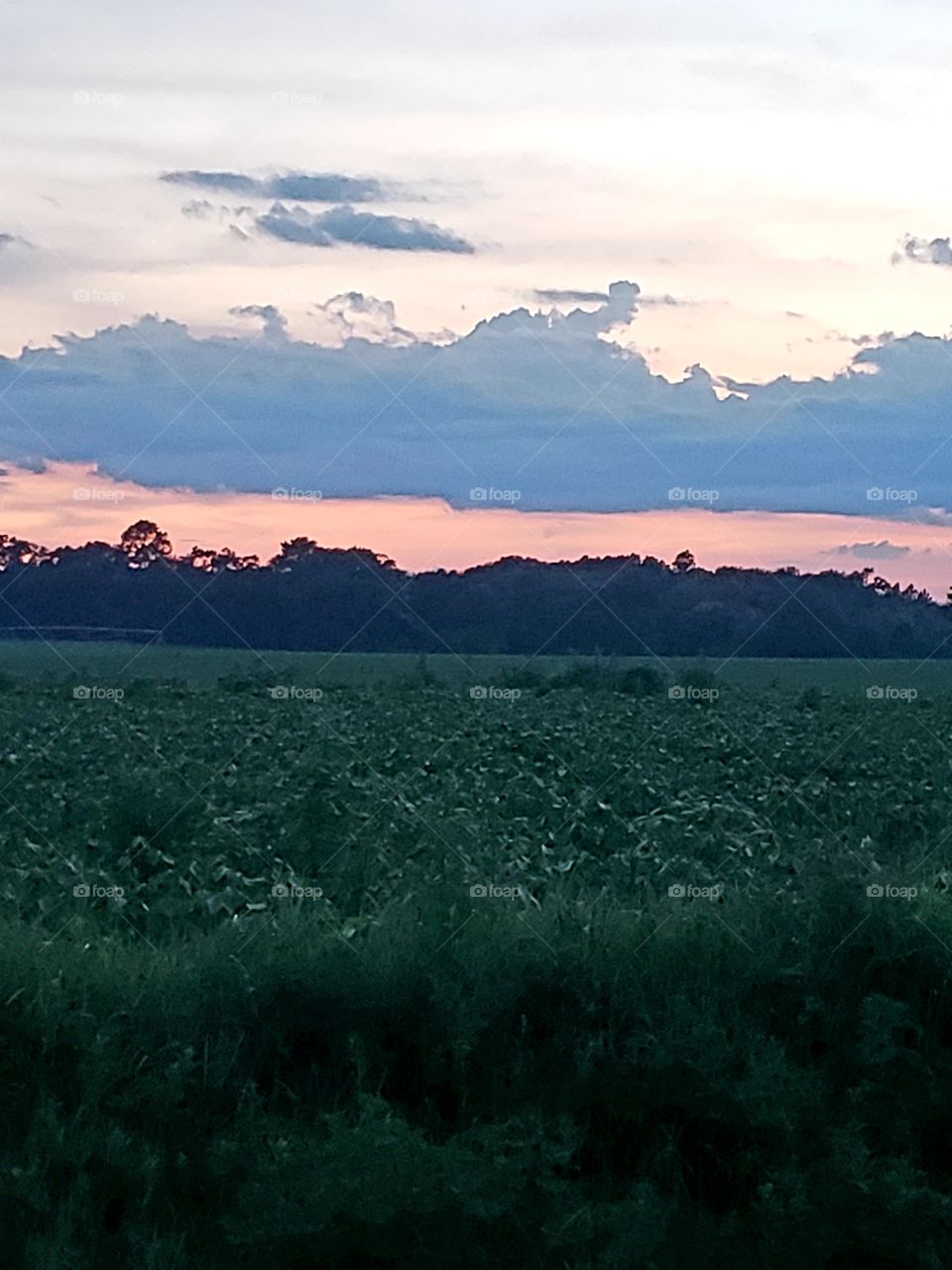 Dusk in a country field