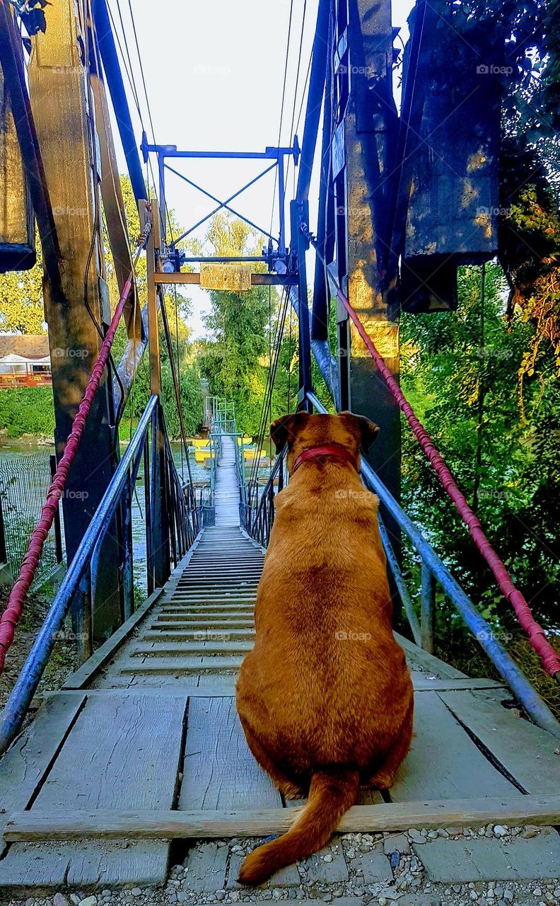 dog waiting for his master at the end of the wooden bridge