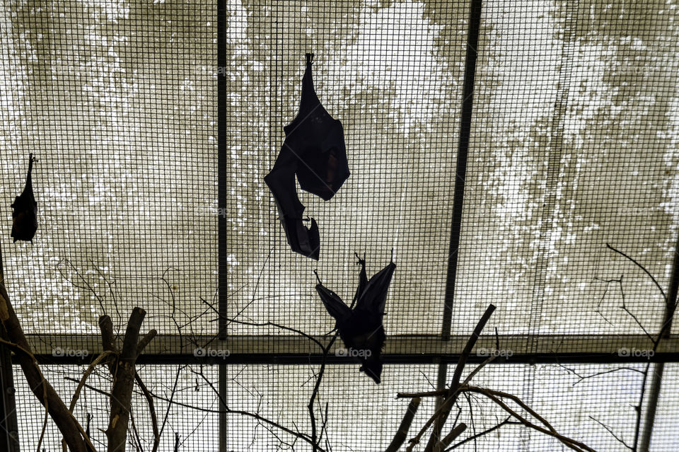 Silhouettes of bats in the shadows close-up