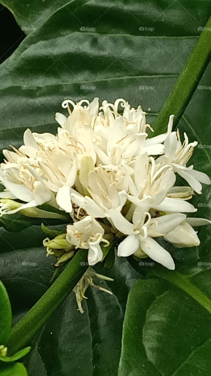 coffee flowers