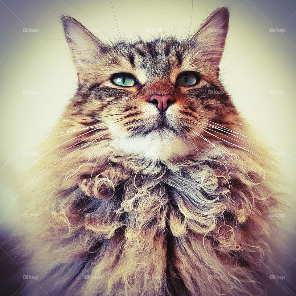 handsome male maine coon lynx cat portrait.