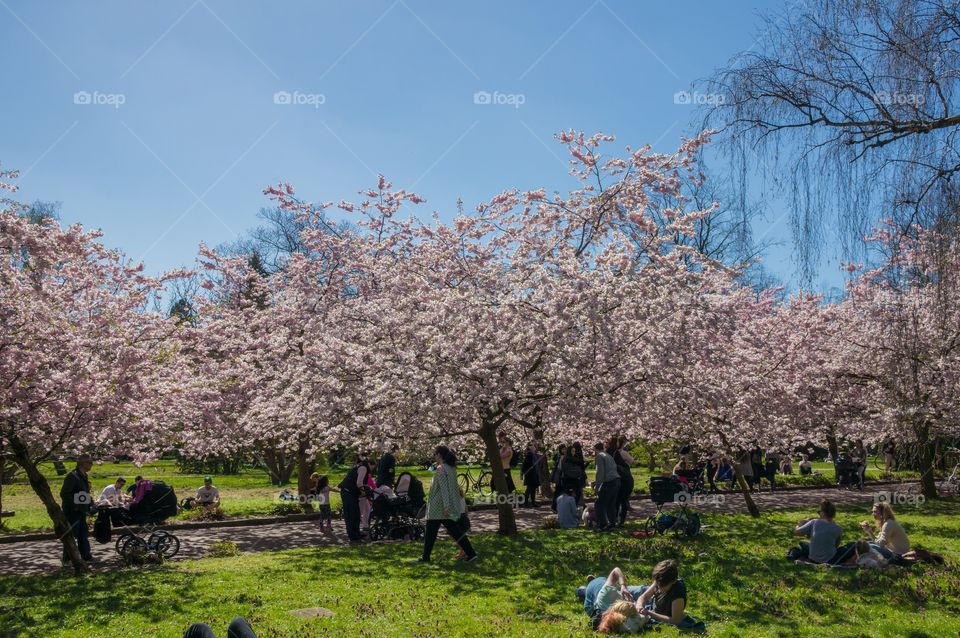 Pink park