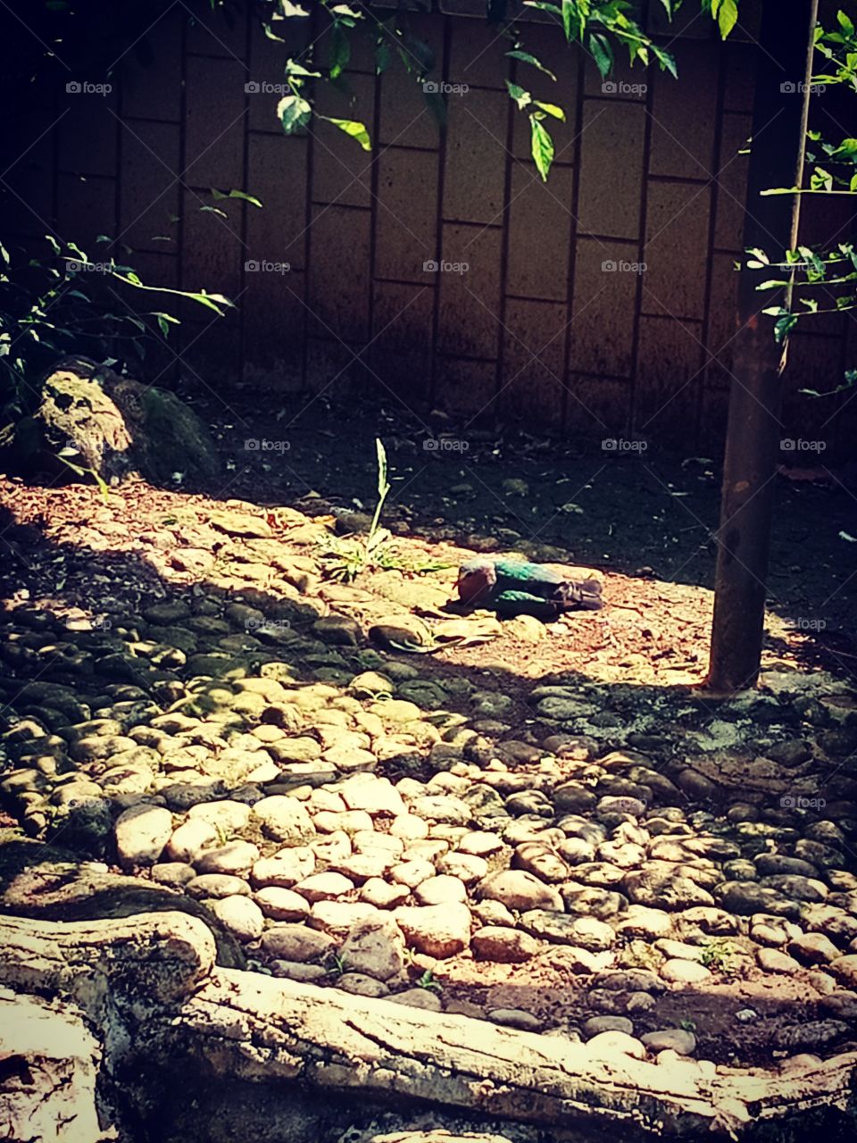 junai emas or nicobar pigeon