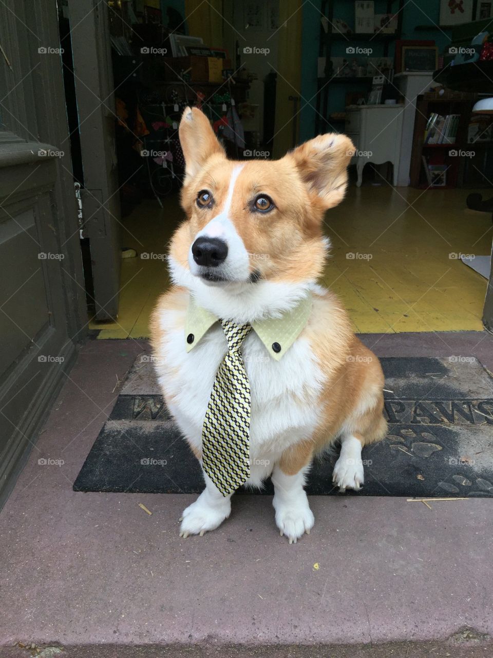Dog in necktie sitting outdoors
