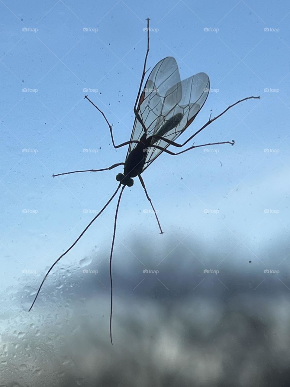 Meniscus Midge - Dixella nova