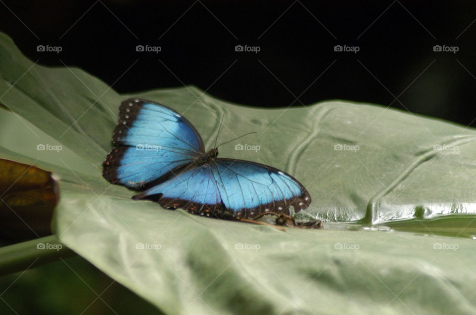 blue butterfly colours excellent by stevephot