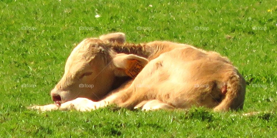 sleepy calf 