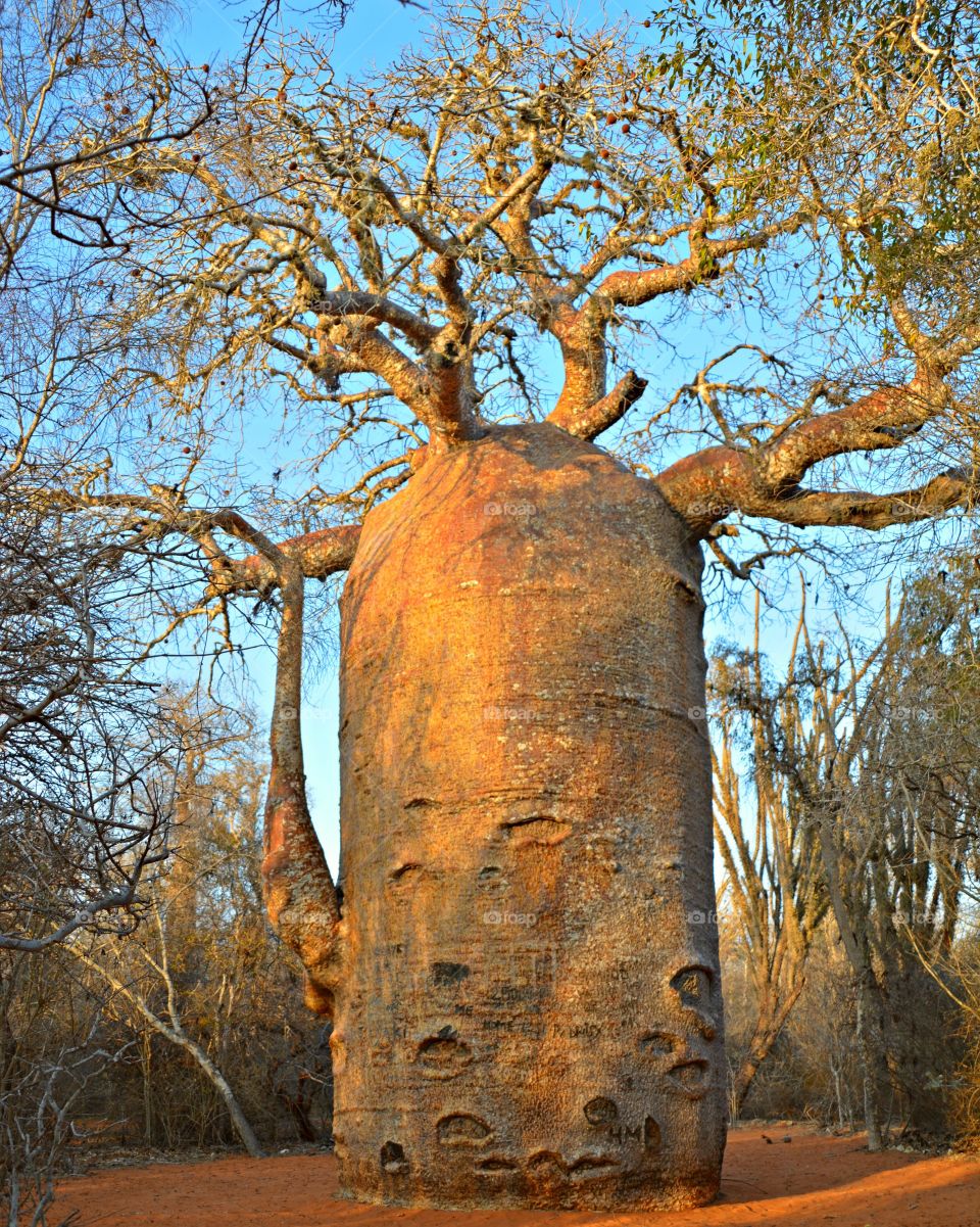 Beautiful nature in Madagascar.  this baobab tree is 800 years old