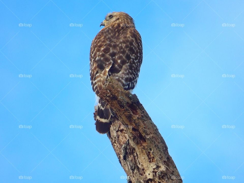 hawk on branch