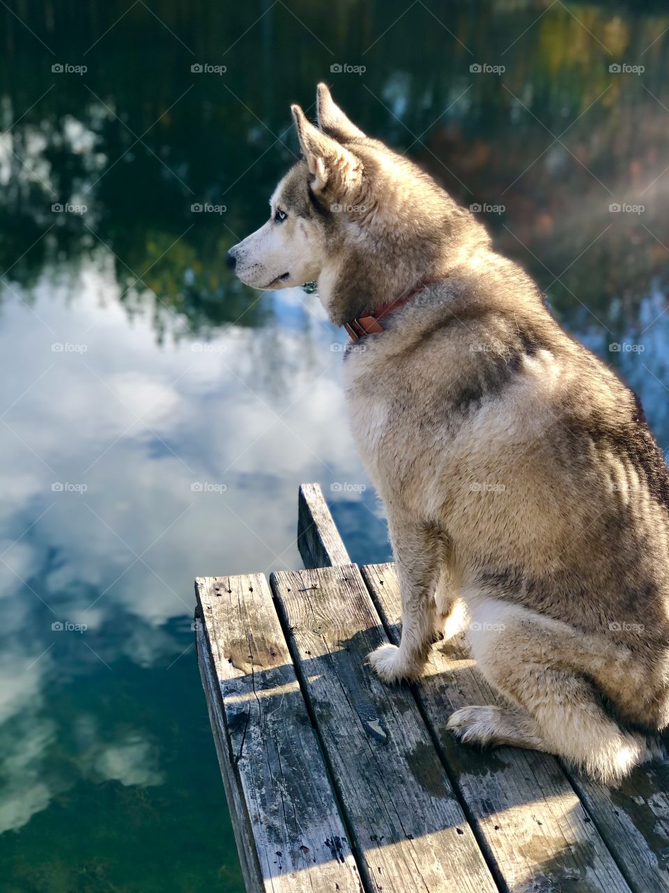 Dog looking over water