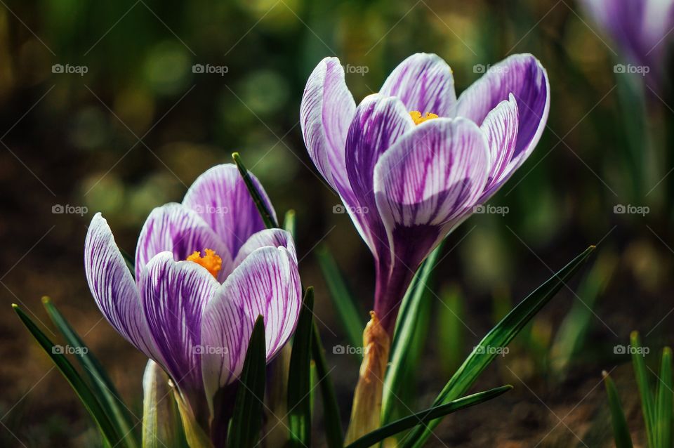 Crocus