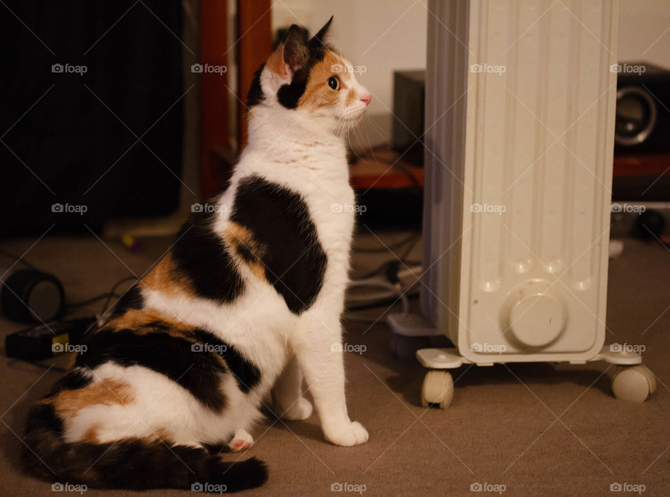 Miss Tilly Loves the Heater 