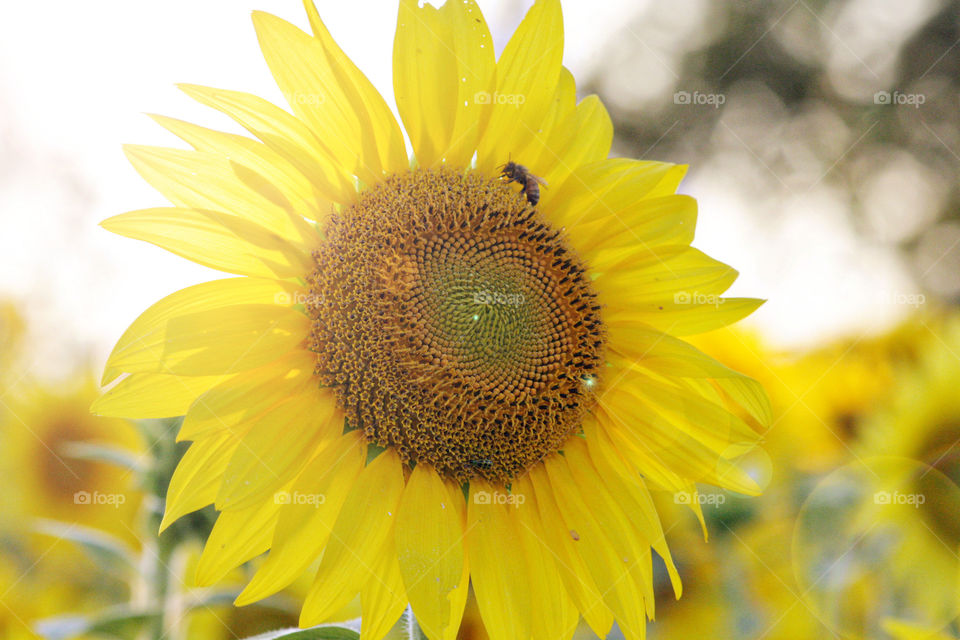 Sunflower