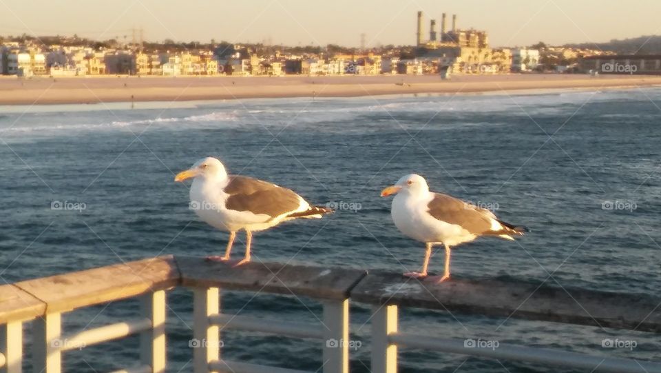 Just hanging with the Gulls