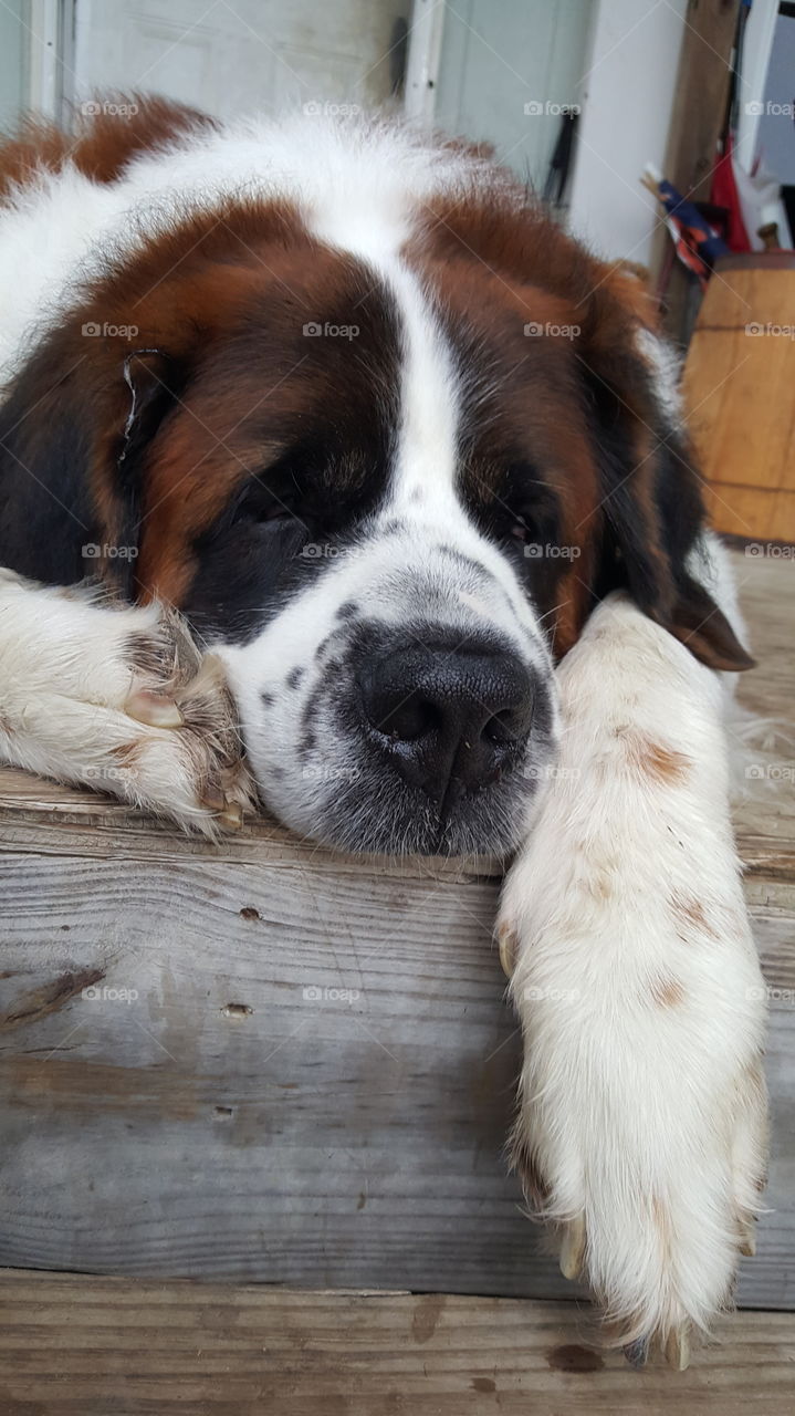 st. bernard