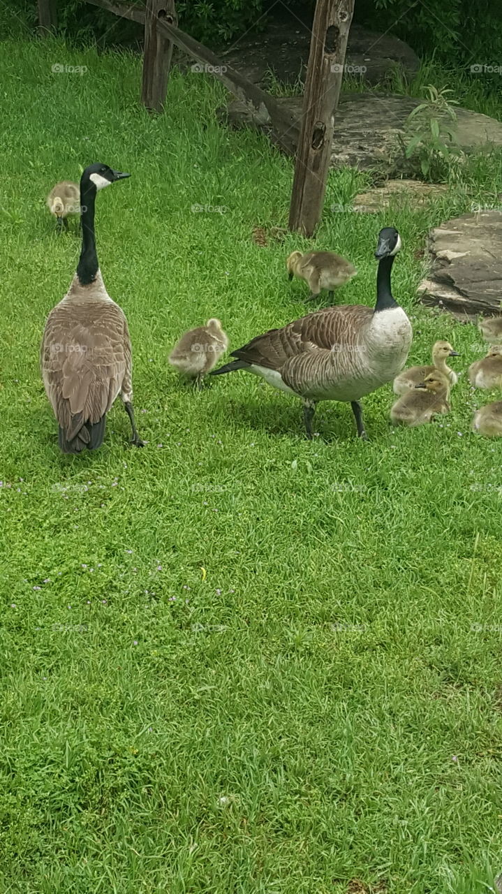 goose family