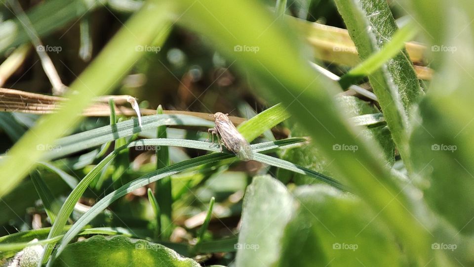 Whitebacked plant- hopper