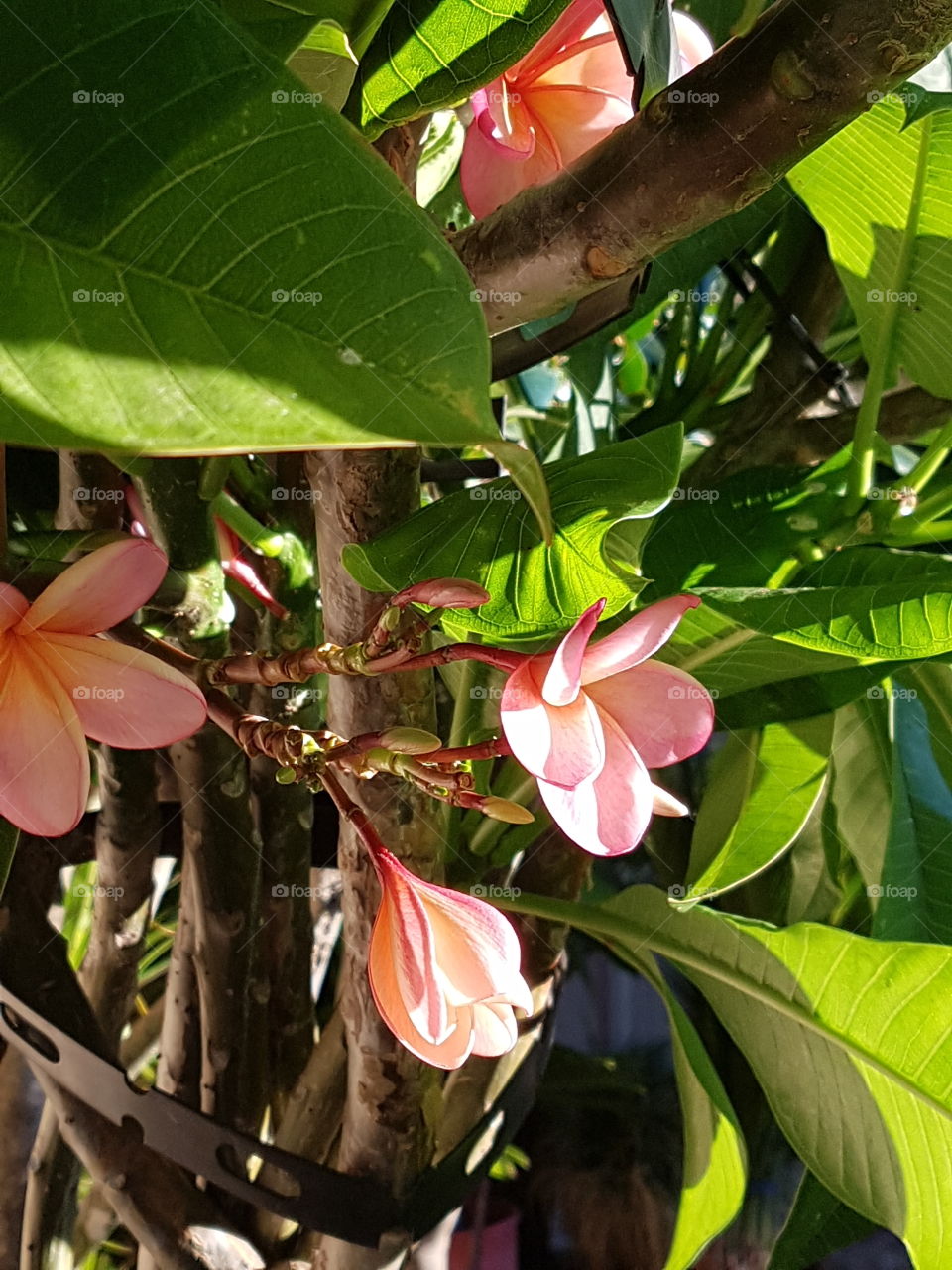 light through a frangipani tree
