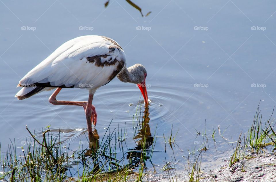 Ibis searching for food