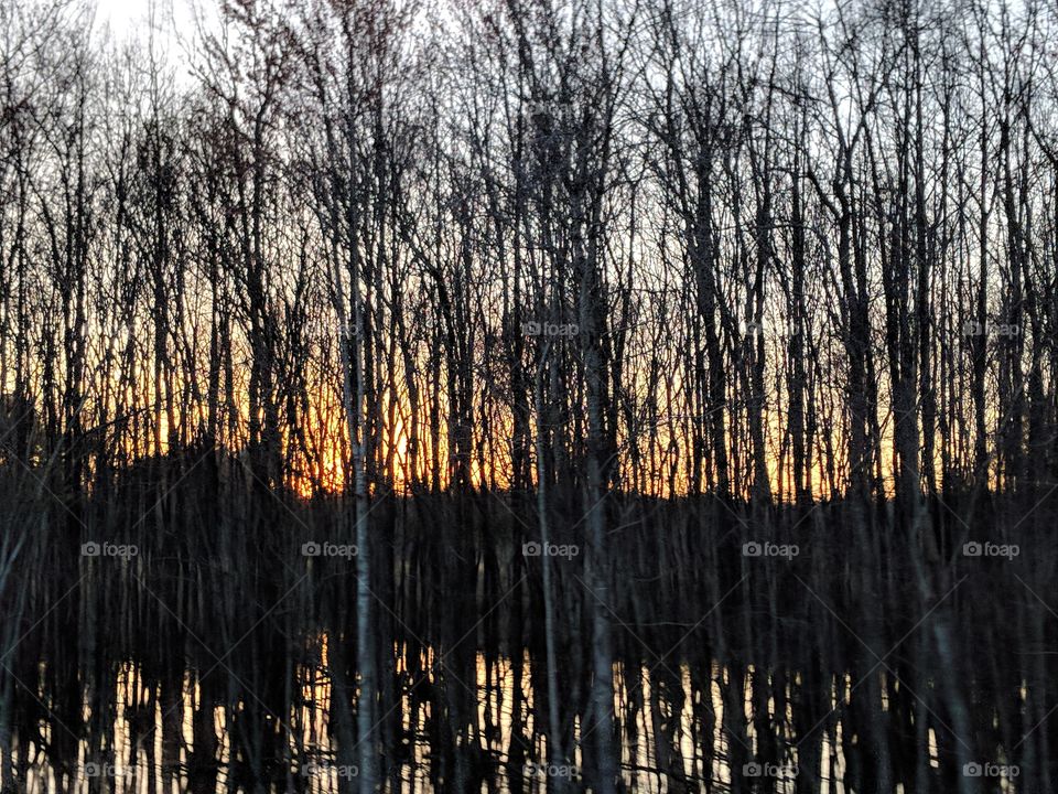 setting sun through the trees