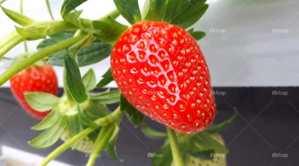 strawberry on the fram