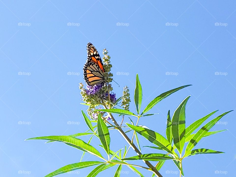 The endangered monarch butterfly feeding on purple Chaste tree flowers up high.