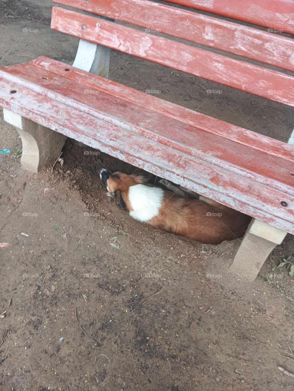 deep sleep 😴dog under the chair