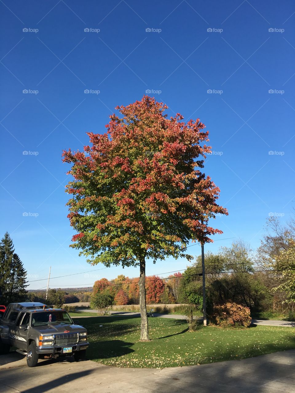 Tree color