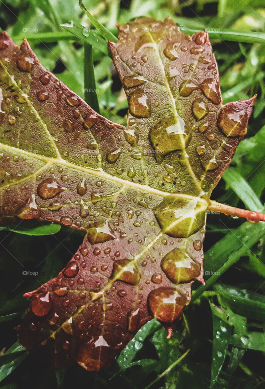 Droplets of rain collected on a fall leaf.