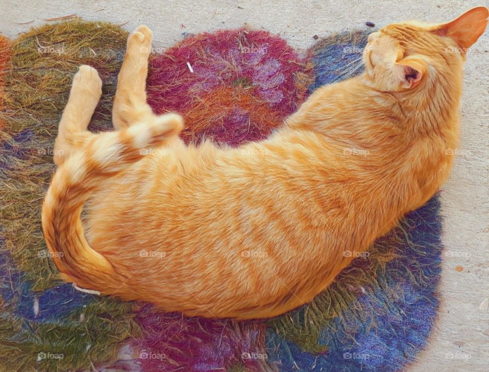 Orange tabby relaxing on a colorful doormat.