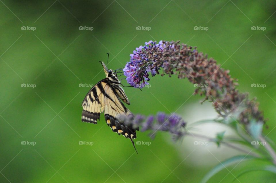 Butterfly on purple flower 