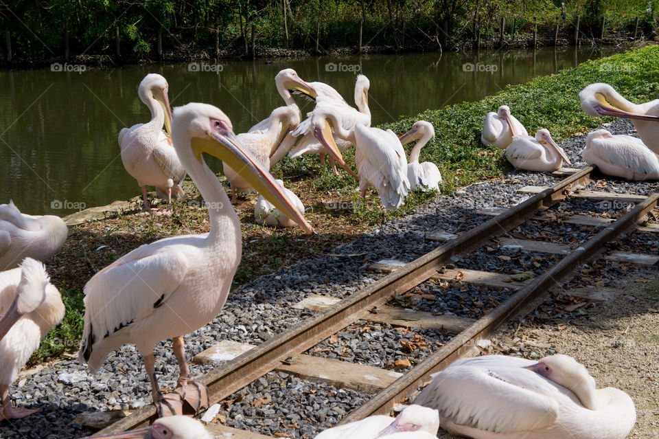 Large group of pelicans on rails