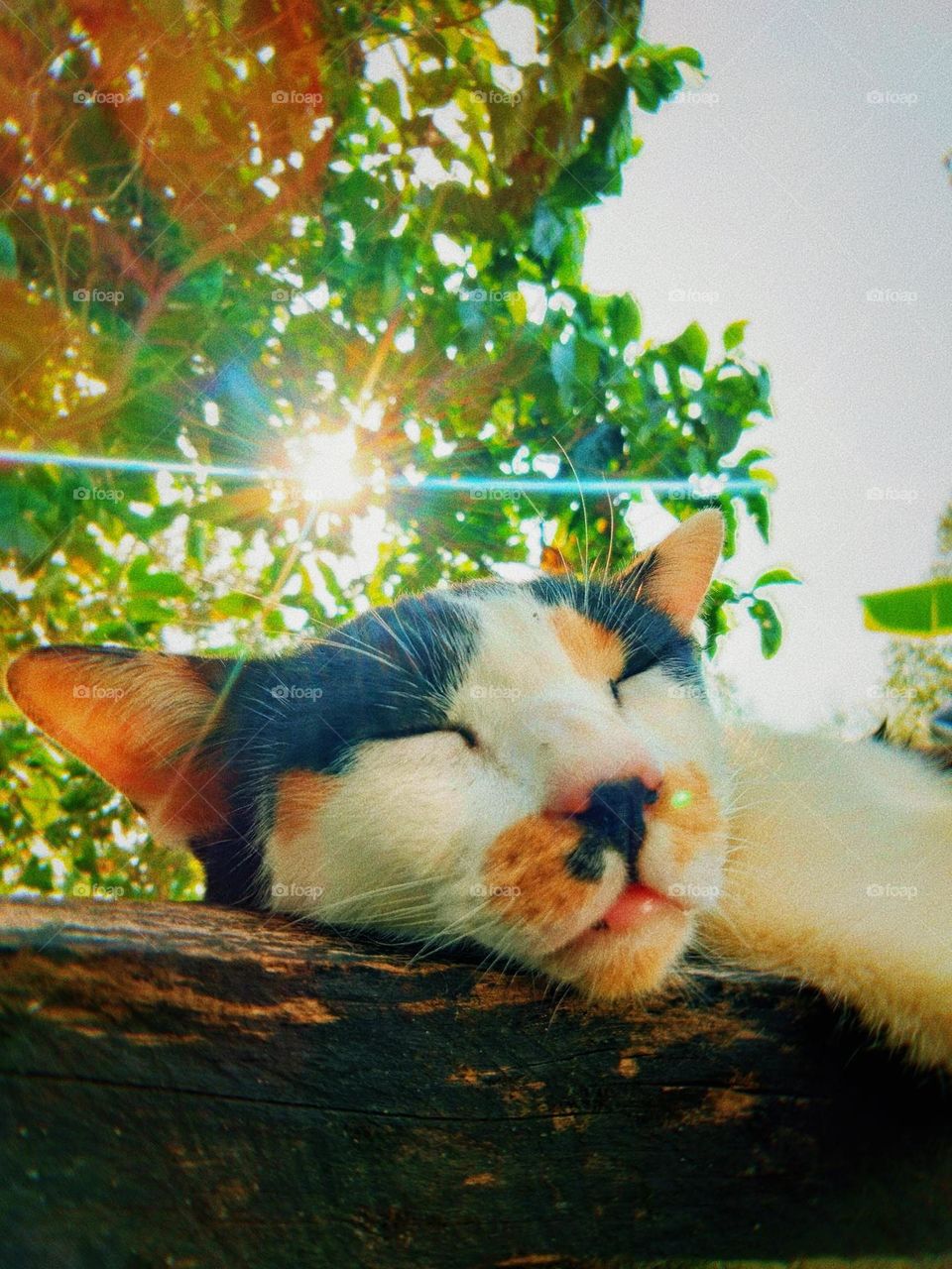This cat is sleeping on a log.