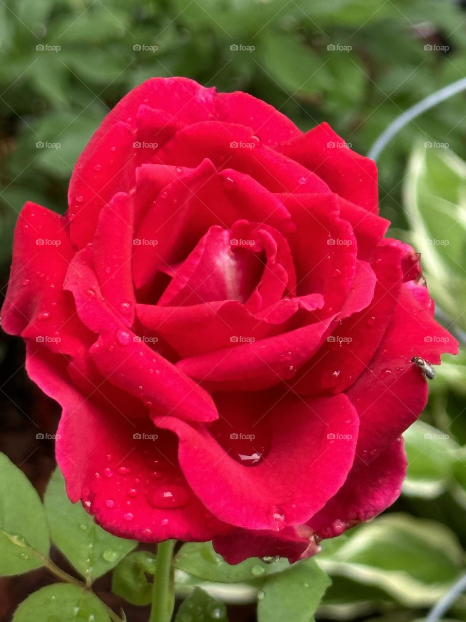 Mr lincoln rose after a rain