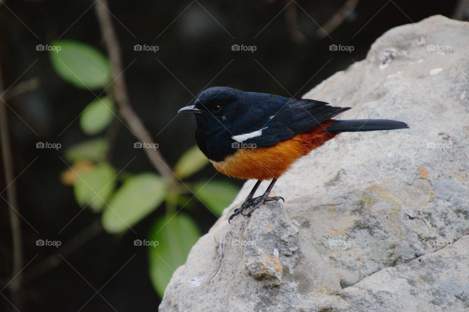 Little bird Suikerbosfontein