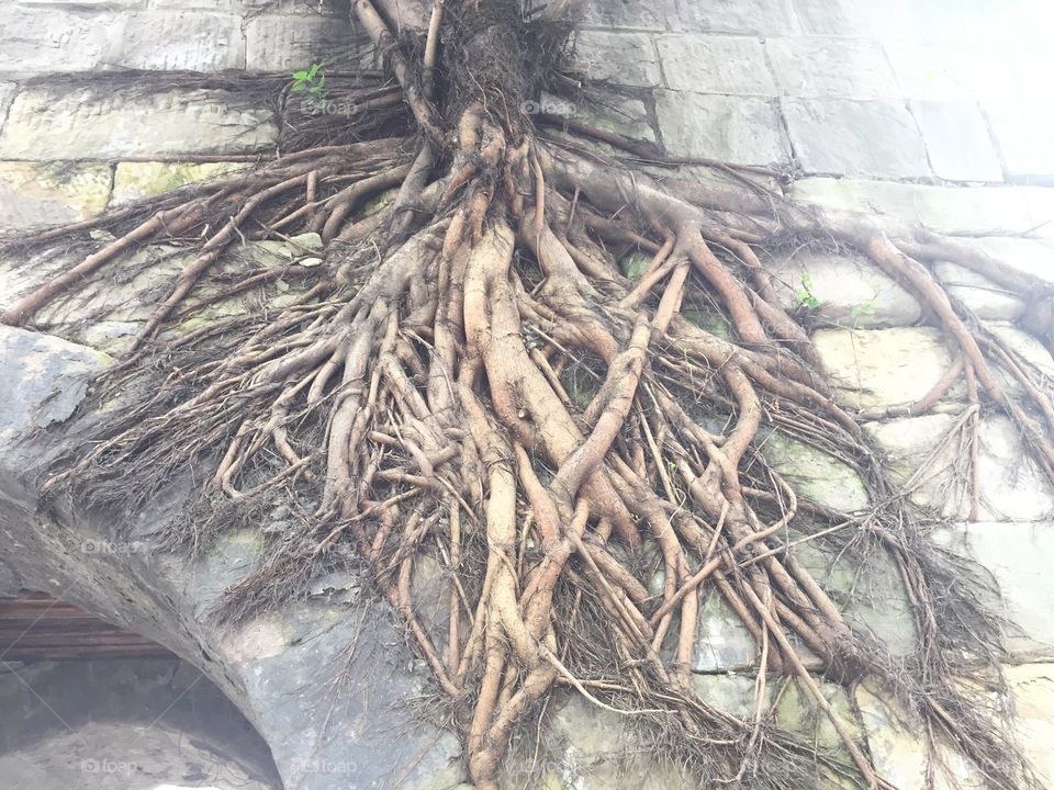 Roots on wall in China