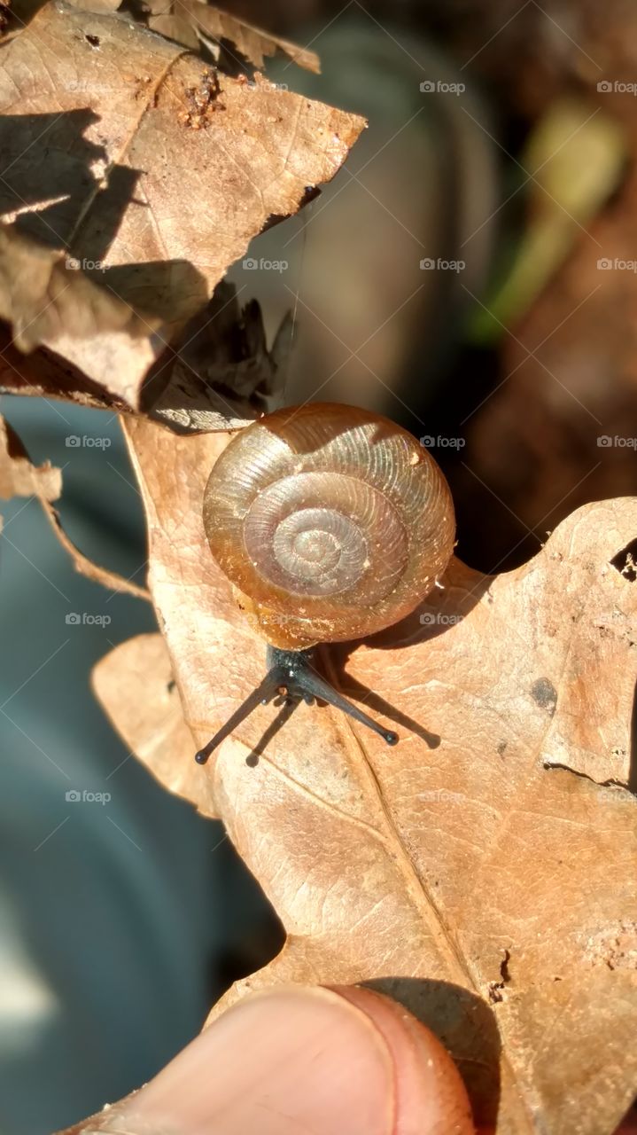 Snail, Invertebrate, Nature, Leaf, Garden