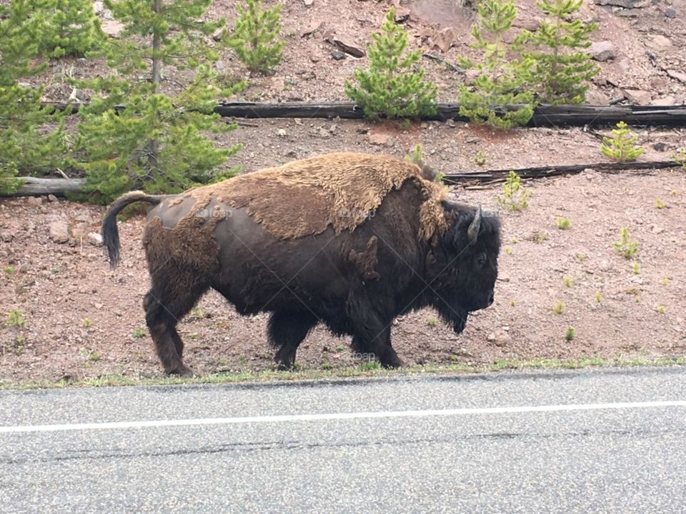 A Bison