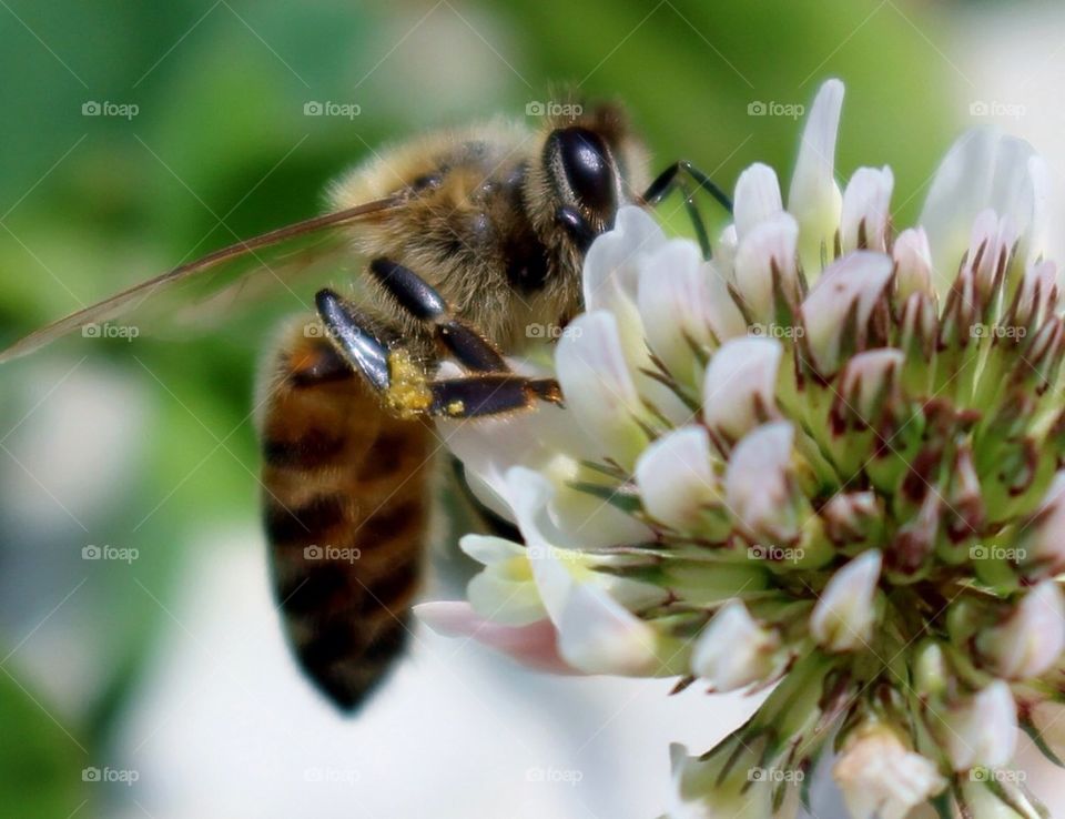 bee