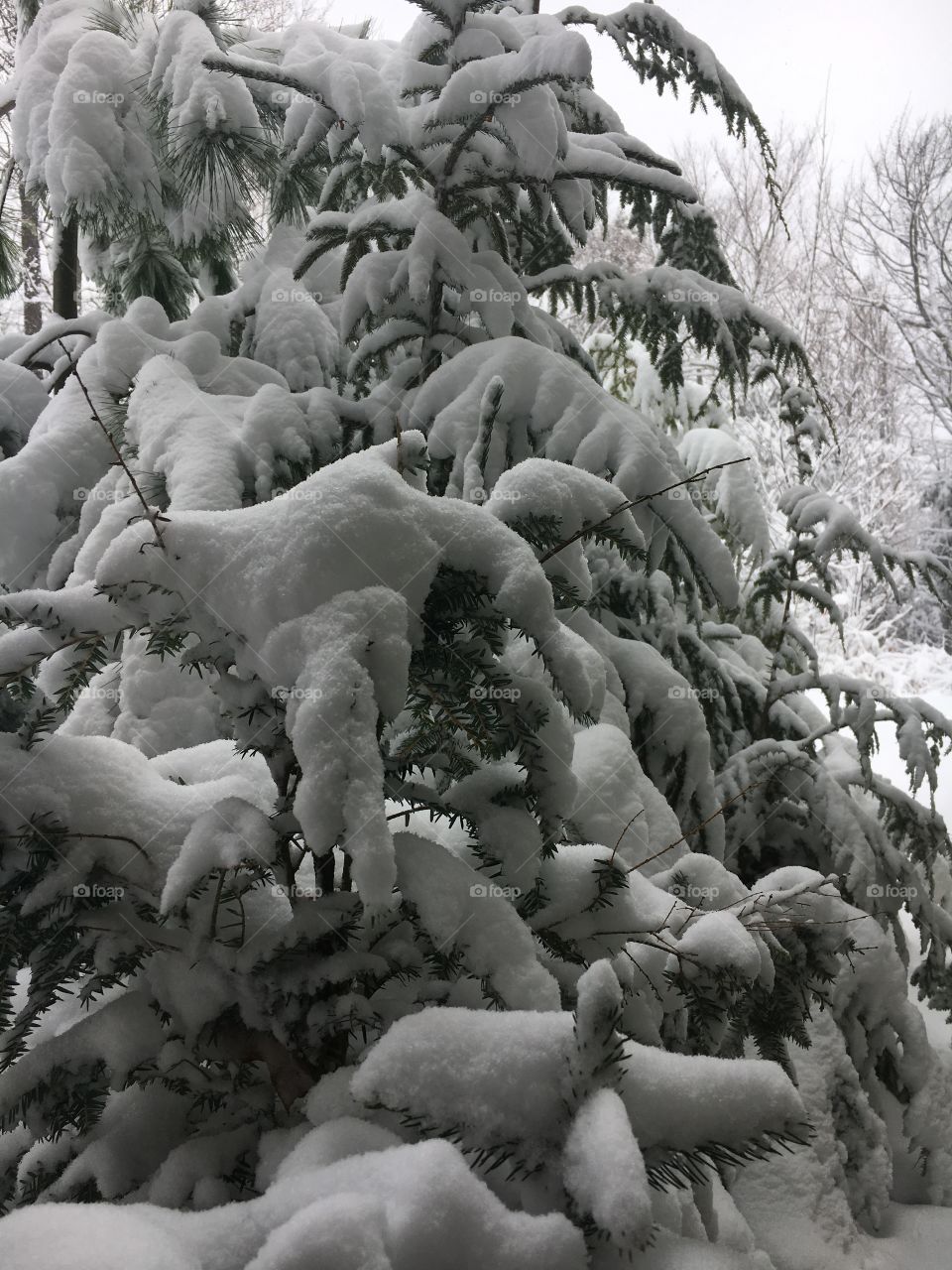 Heavey snow on evergreen branch