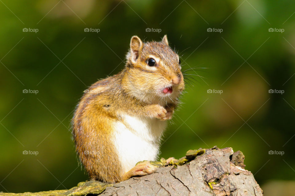 Chipmunk, funny face with a tongue out