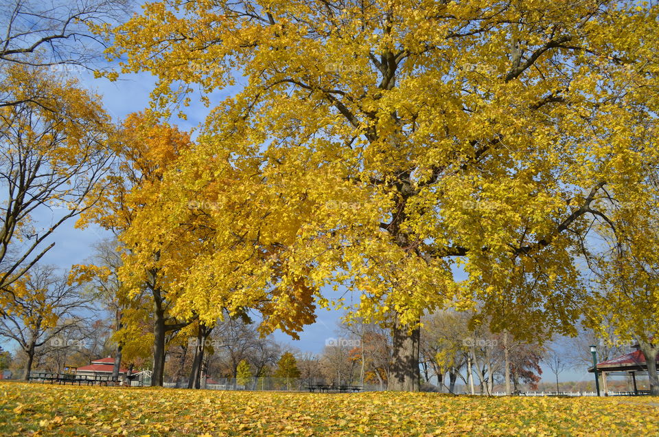 Yellow Fall Foliage