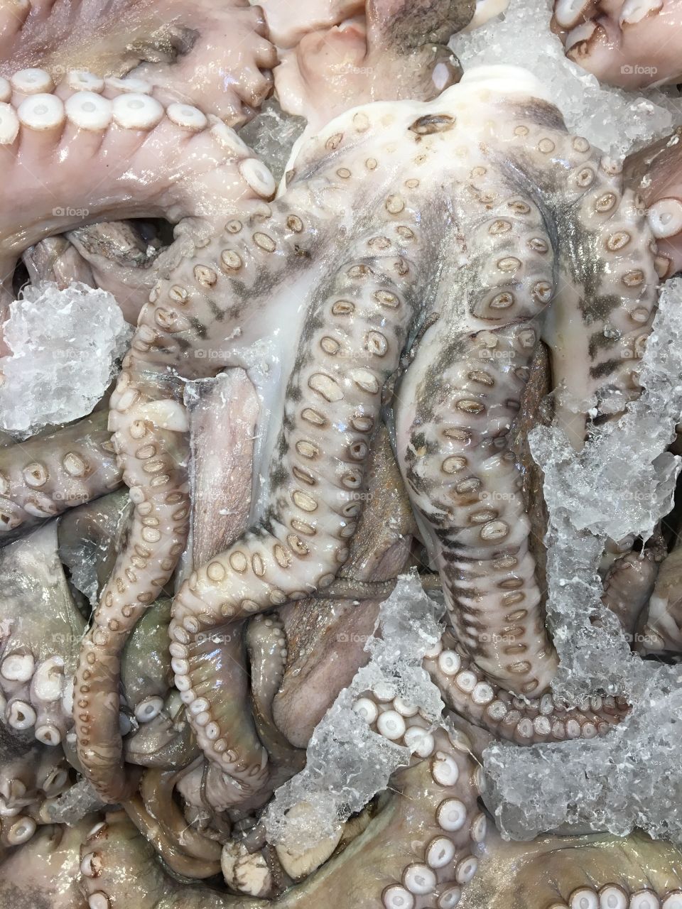 Frozen octopus 